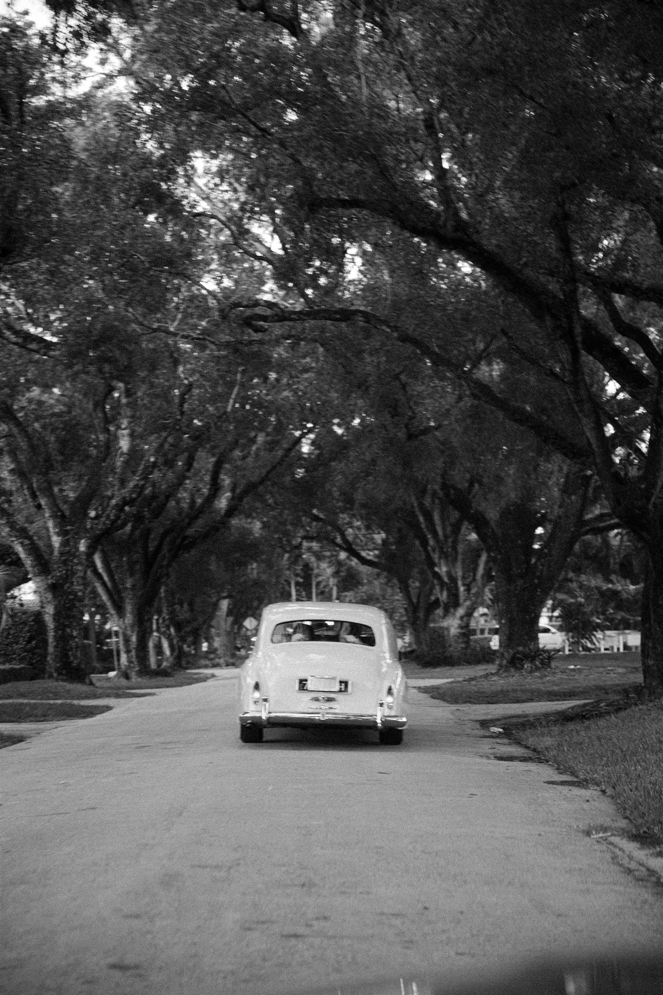 White Rolls-Royce driving under a canopy of oak trees in Coral Gables