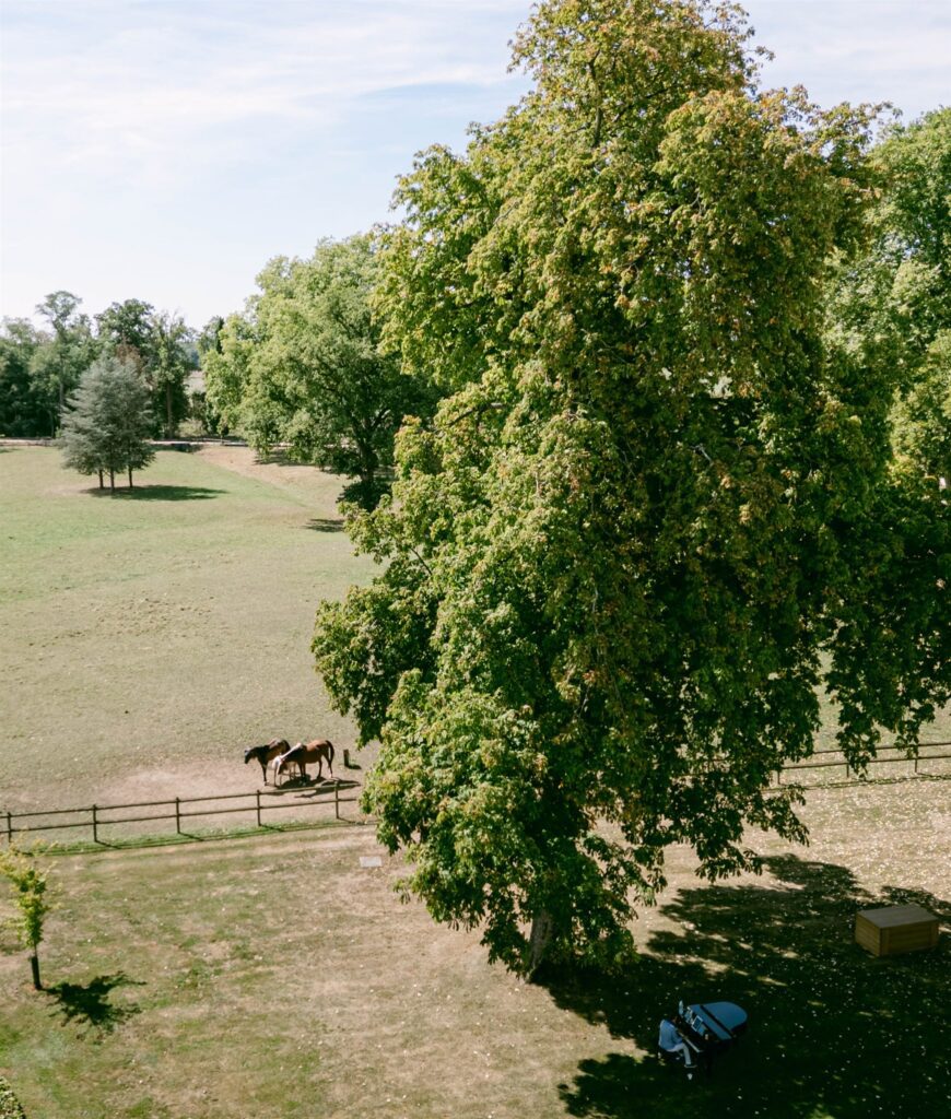 Horses grazing beneath a large tree in the fields near Château de Varennes