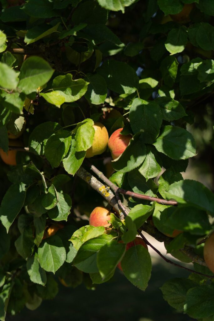 Ripening apricots on a branch in the château gardens
